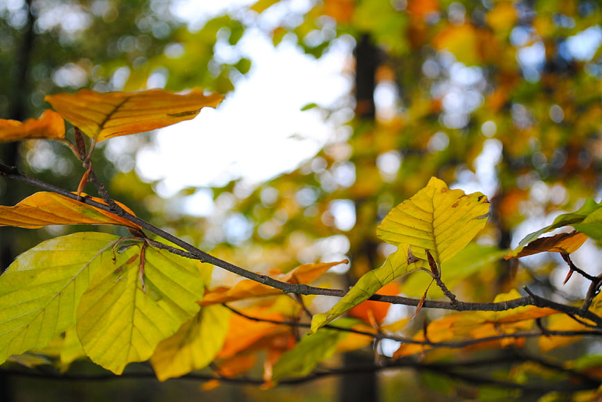 Close-up of yellow and orange beech leaves on a branch