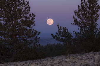 Full Moon Rising Between Pine Trees at Dusk