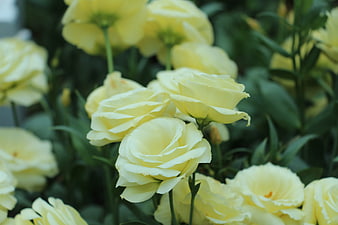 Close-up of delicate pale yellow roses in a garden