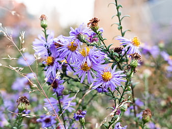 Close-up of purple aster flowers with yellow centers