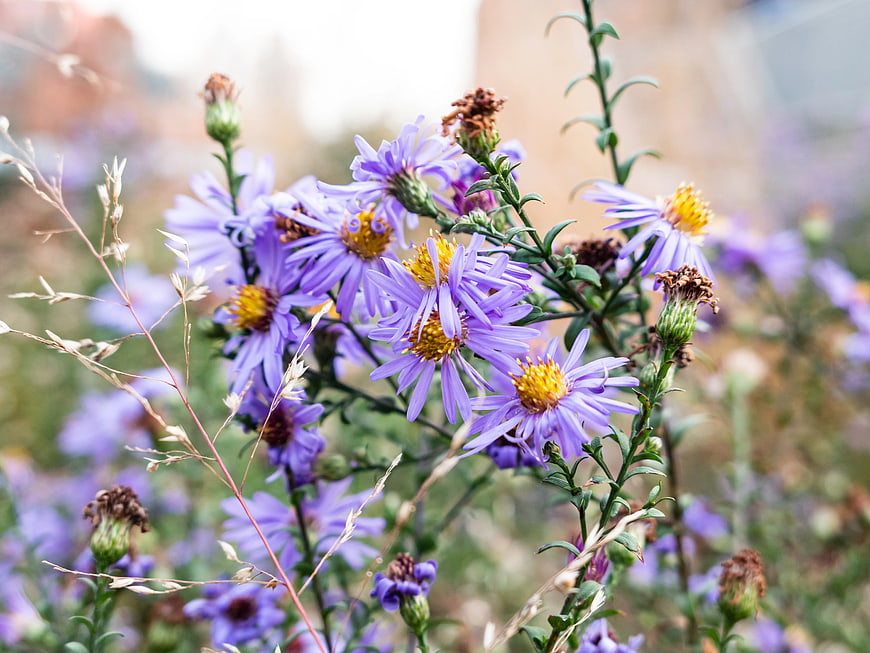 Close-up of purple aster flowers with yellow centers