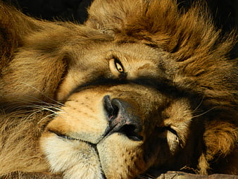 Close-up portrait of a sleeping male lion with golden mane