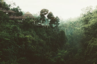 Lush Tropical Jungle Resort with Traditional Thatched Roofs