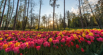 Vibrant Pink and Yellow Tulip Field in Forest at Sunset