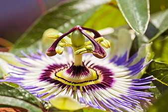Close-up of a vibrant purple and white passion flower