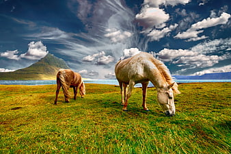 Two Icelandic horses grazing in a vibrant green meadow
