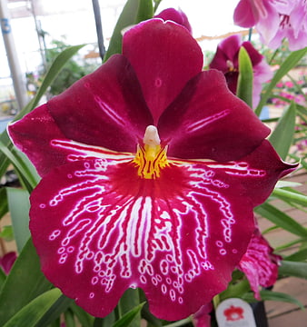 Close-up of vibrant deep pink orchid with white patterns