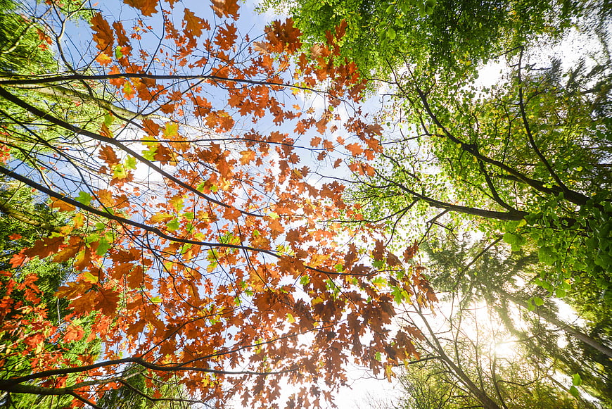 Sunlight shining through colorful autumn leaves in a forest