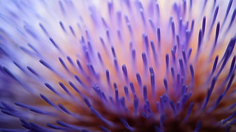 Macro Close-Up of Purple Thistle Flower Spikes