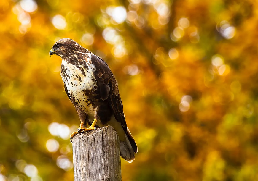 Red-tailed Hawk Perched on Wooden Post in Autumn