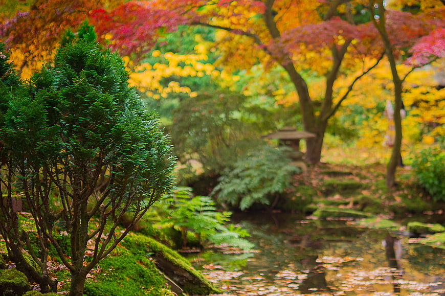 Serene Japanese Garden with Autumn Foliage and Pond