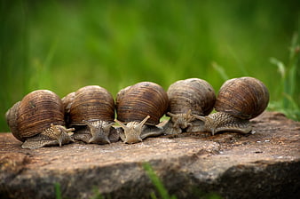 Group of snails crawling on a rock in nature
