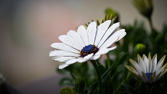 Close-up of white daisy with water droplets and blue center