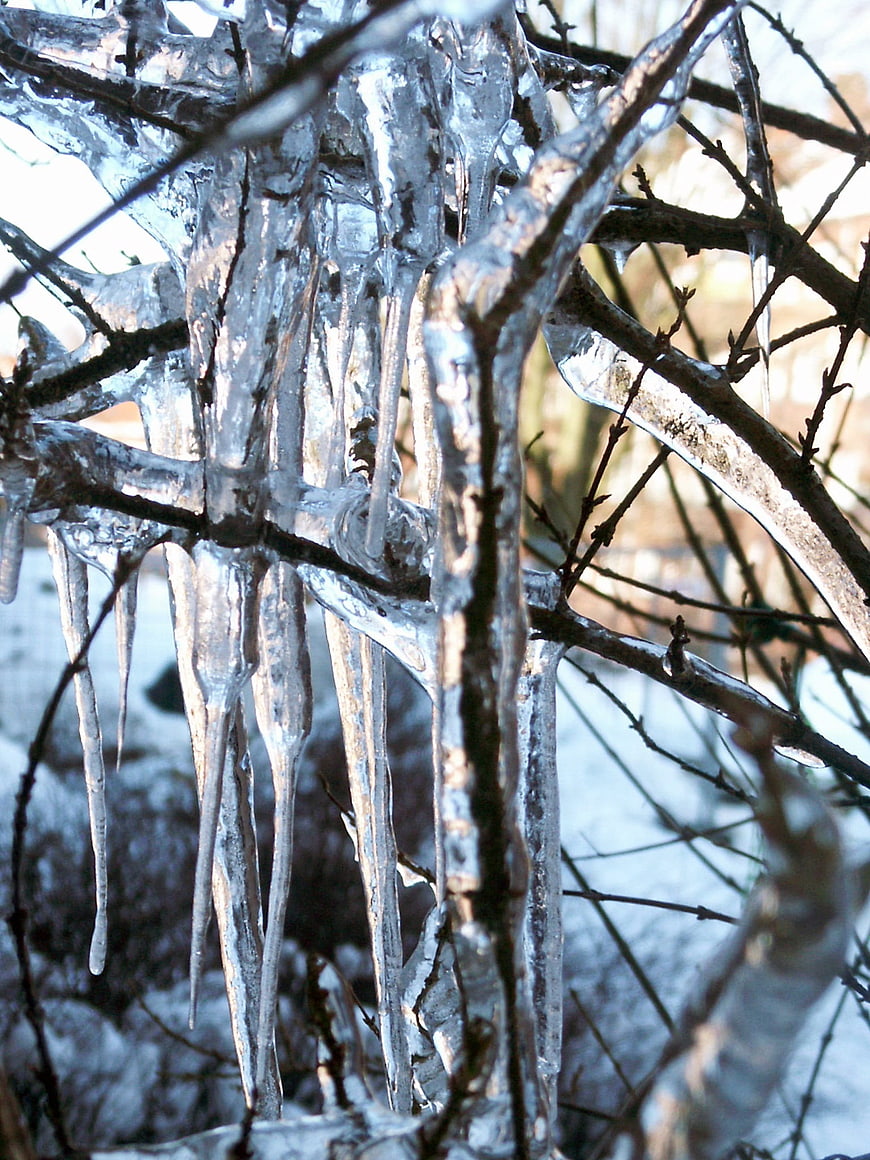 Frozen Icicles on Winter Tree Branches