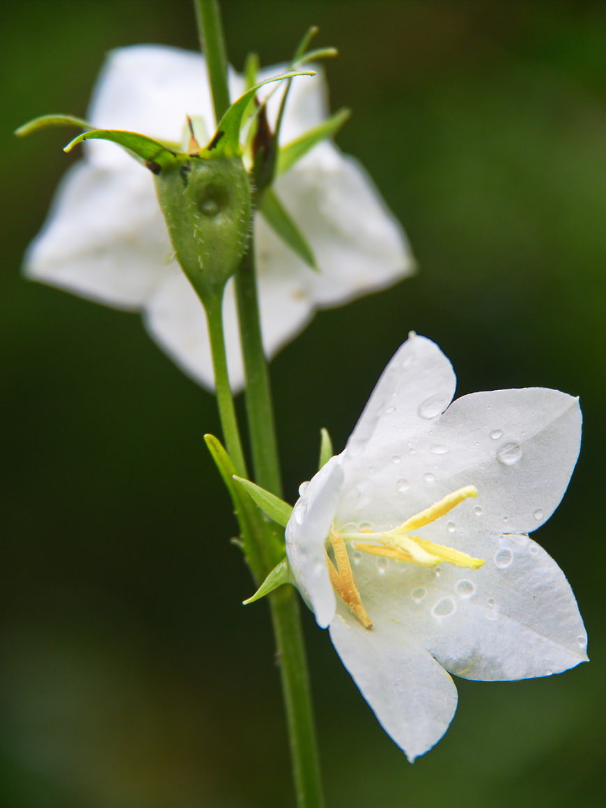White Bellflower with Dew Drops on Green Background