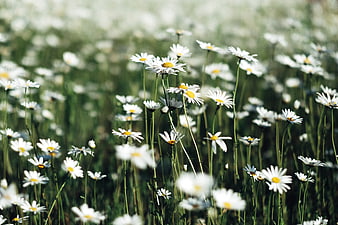 Field of White Daisies in Soft Focus