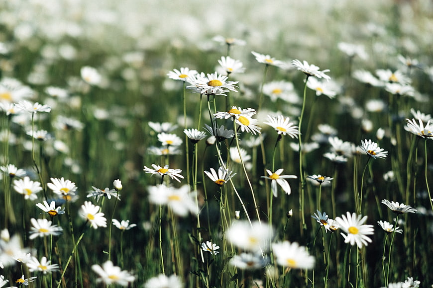 Field of White Daisies in Soft Focus