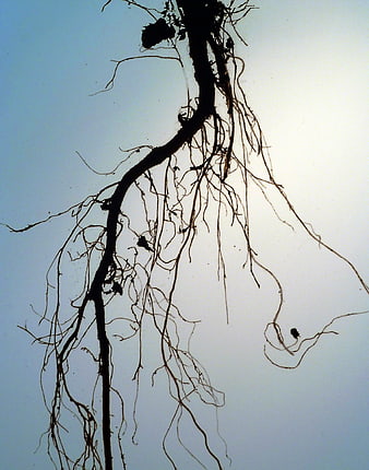 Silhouette of Tree Roots Against Pale Sky Background