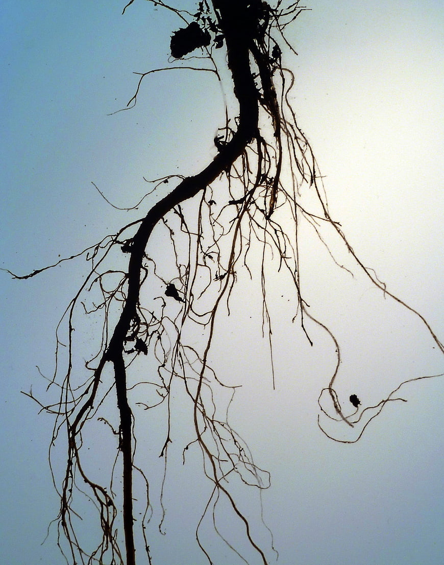 Silhouette of Tree Roots Against Pale Sky Background