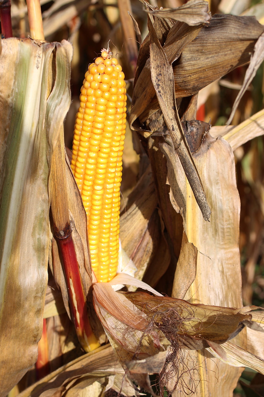 Ripe Yellow Corn Cob in Dried Field