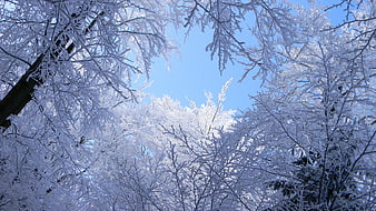 Frosty Winter Forest Canopy Against Blue Sky