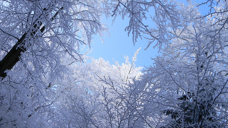 Frosty Winter Forest Canopy Against Blue Sky