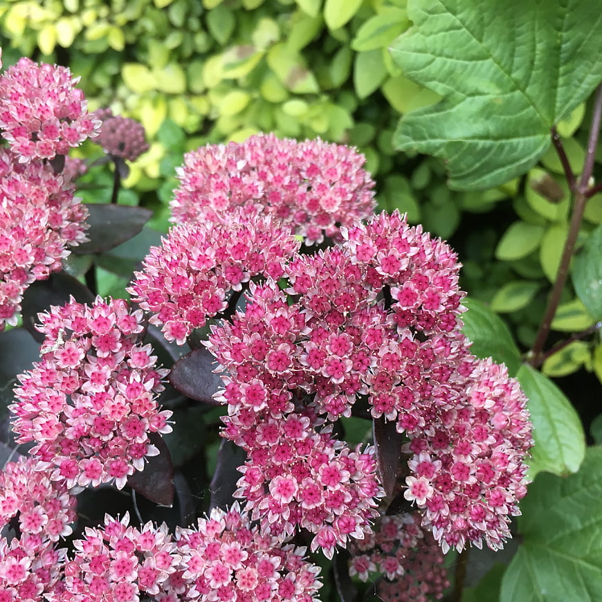Close-up of vibrant pink sedum flowers in a garden