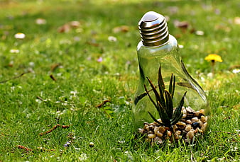 Glass lightbulb with succulent plant on green grass
