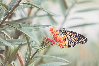 Monarch Butterfly Feeding on Orange Milkweed Flowers