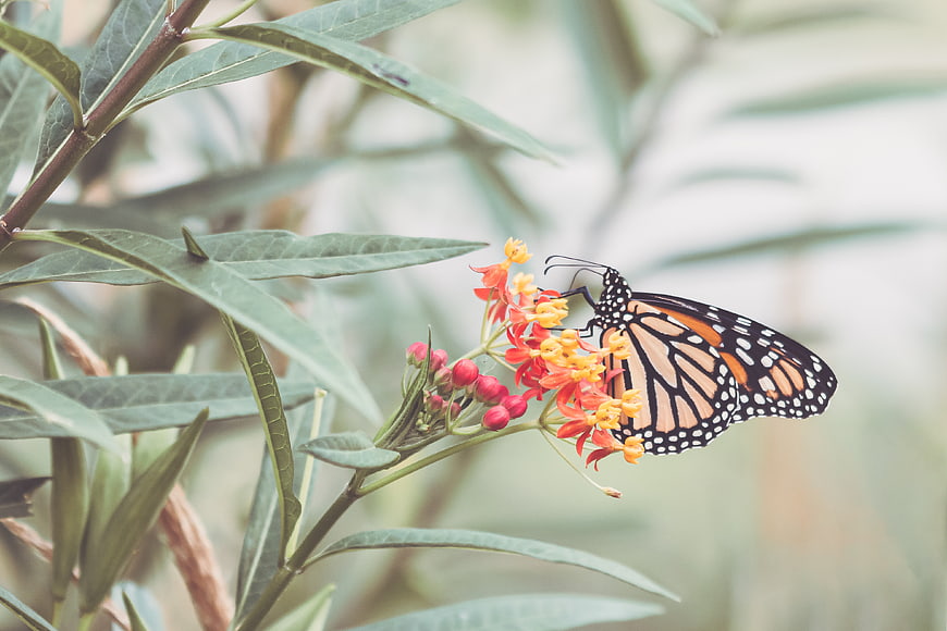 Monarch Butterfly Feeding on Orange Milkweed Flowers