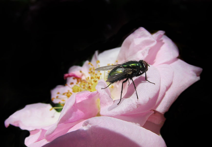Green Bottle Fly on Pink Rose Petal Close Up