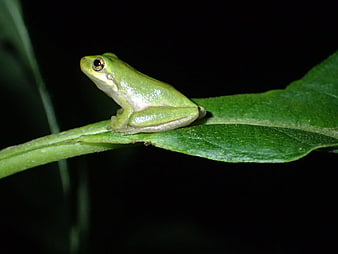 Green Tree Frog Perched on a Leaf at Night