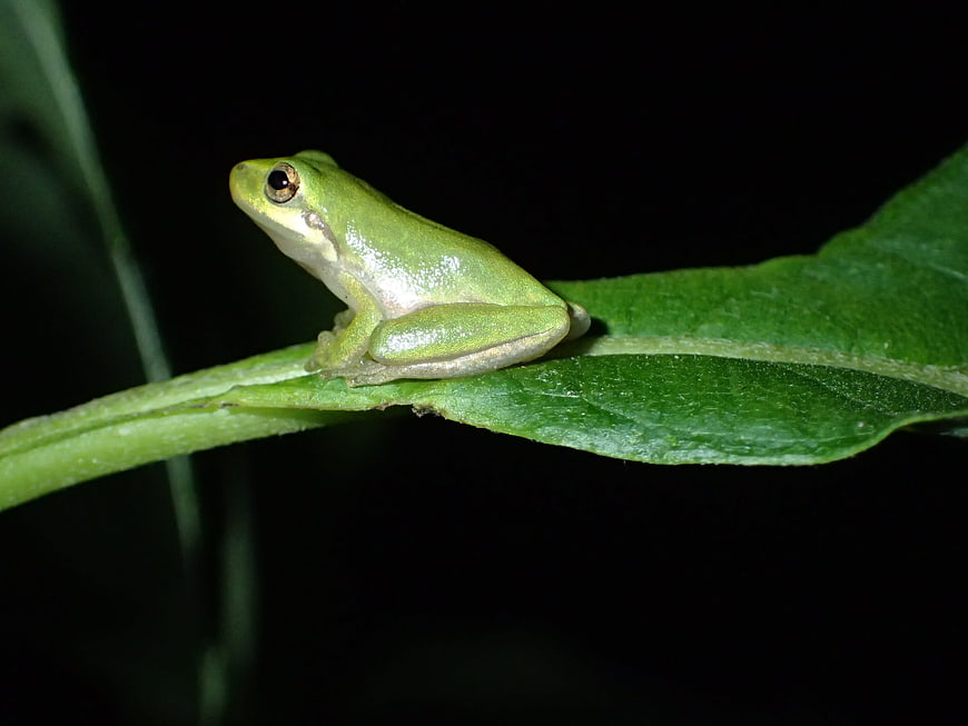 Green Tree Frog Perched on a Leaf at Night