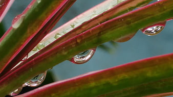 Macro water droplets on green and red plant leaves