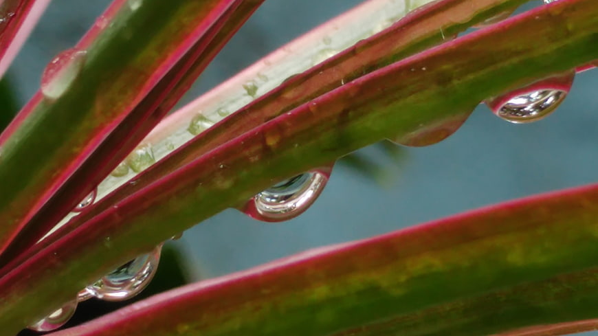 Macro water droplets on green and red plant leaves