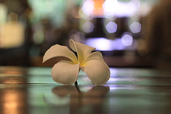 White Plumeria Flower on Wooden Surface with Bokeh Background