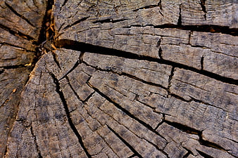 Close-up of weathered cracked wood texture on a cut tree stump