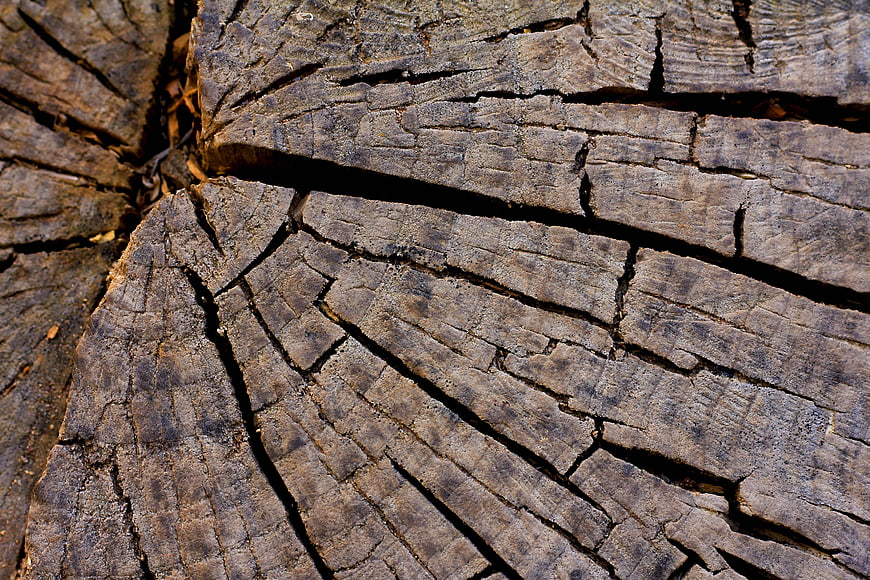 Close-up of weathered cracked wood texture on a cut tree stump