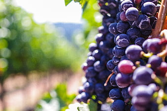 Close-up of ripe red grapes hanging in a sunny vineyard