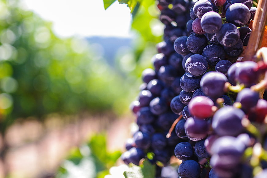 Close-up of ripe red grapes hanging in a sunny vineyard