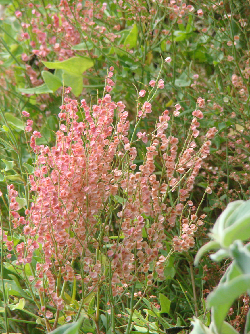 Pink Buckthorn Berries in Green Garden Foliage