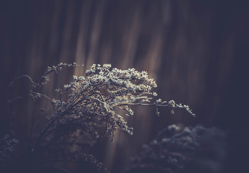 Frosty Wildflowers in Dark Forest with Soft Light