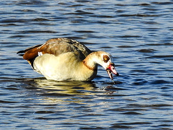 Egyptian Goose Feeding in Blue Water