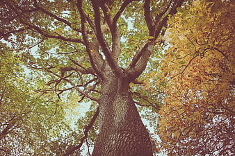 Low angle view of large tree trunk with autumn leaves