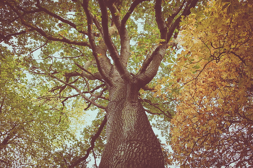 Low angle view of large tree trunk with autumn leaves