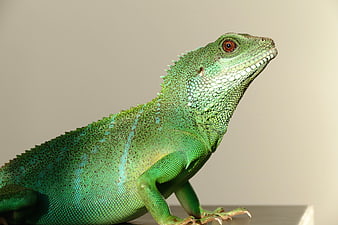 Close-up of a vibrant green Chinese Water Dragon lizard