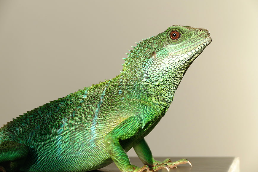 Close-up of a vibrant green Chinese Water Dragon lizard