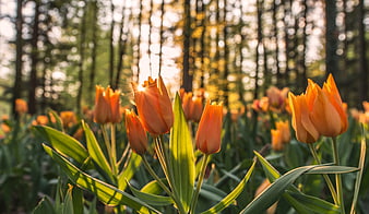 Orange Tulips in Forest with Sun Flare