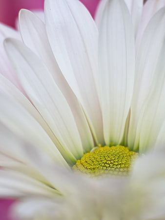 Close-up of White Daisy Petals and Yellow Center