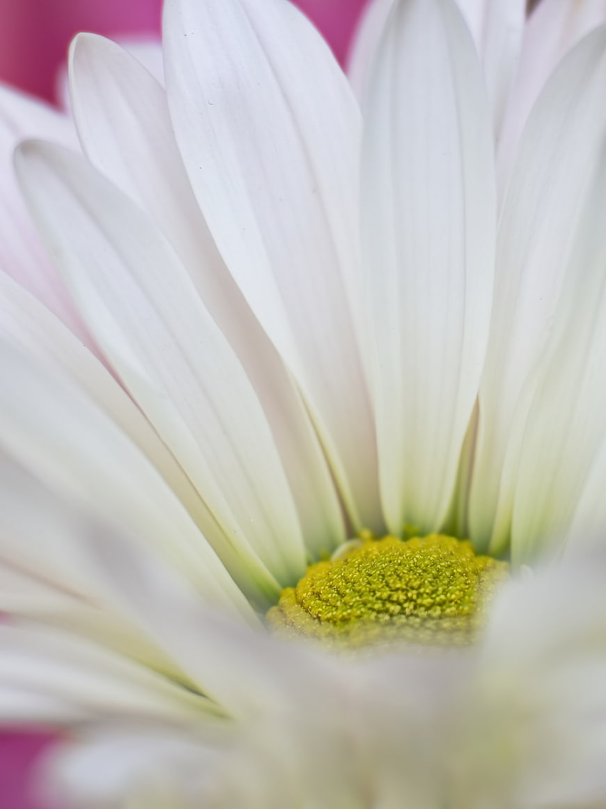 Close-up of White Daisy Petals and Yellow Center
